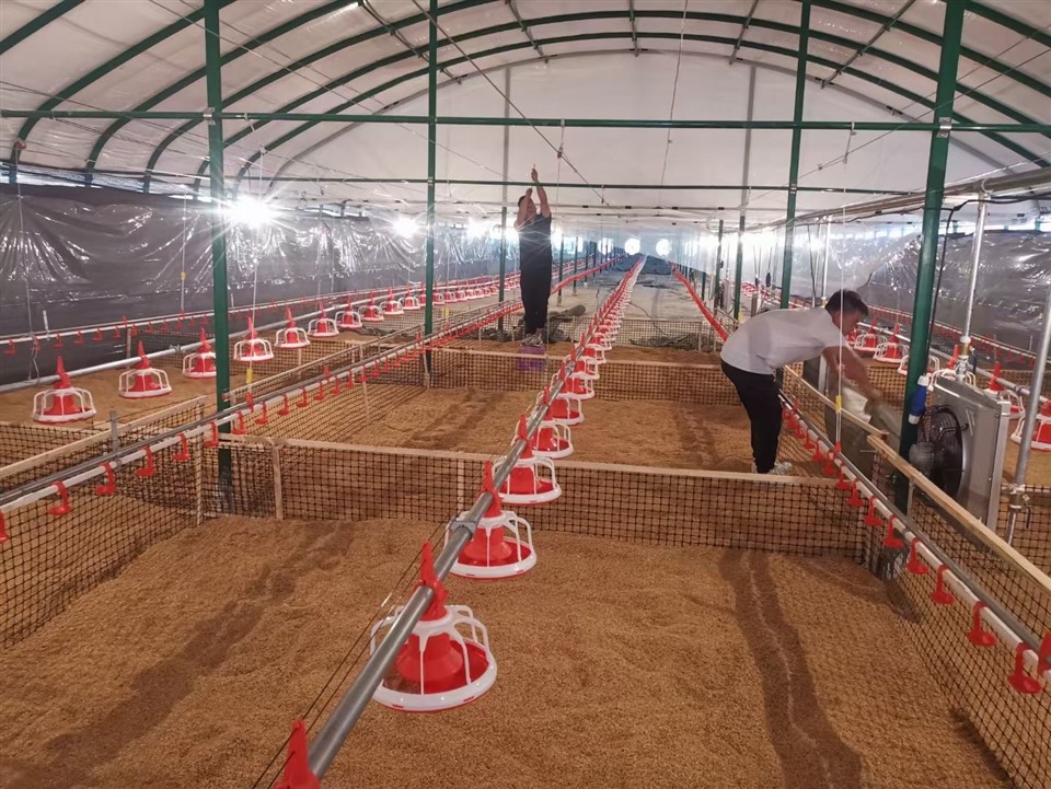 Automatic Rasing Feeding Lines best